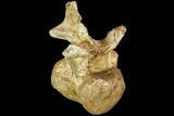 Rare, Iguanodon Cervical Vertebra - Isle Of Wight #92644-1